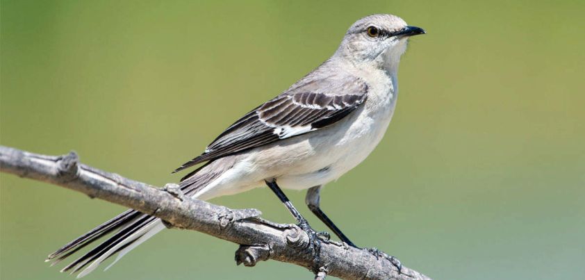 Blues Ain't No Mockin Bird: Short story by Toni Cade Bambara