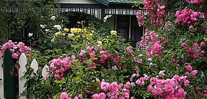 Look at All Those Roses: Short story by Elizabeth Bowen