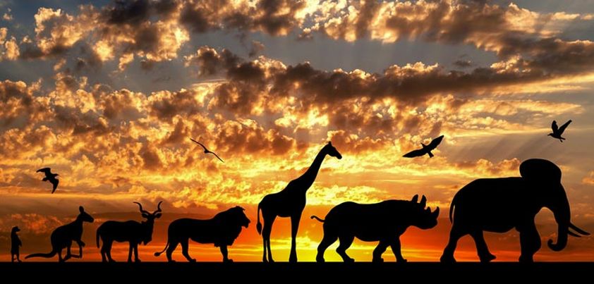 Animal Stories: Short story by Jason Brown