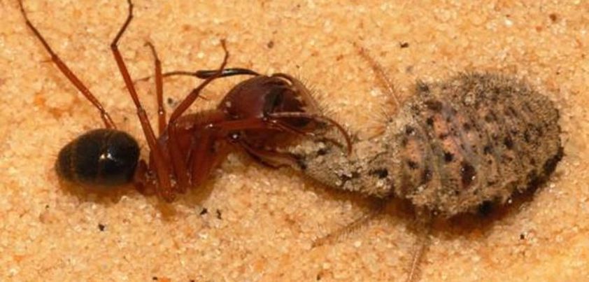 The Ant-Lion: Short story by Judith Wright