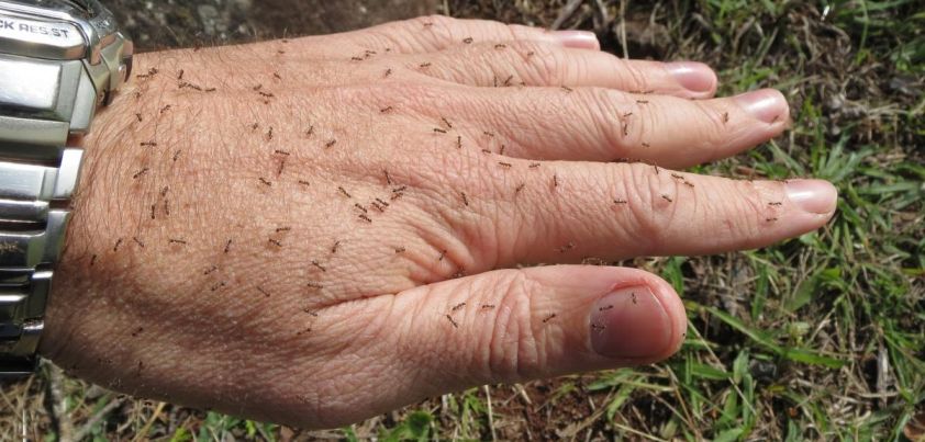 The Argentine Ant: Short story by Italo Calvino