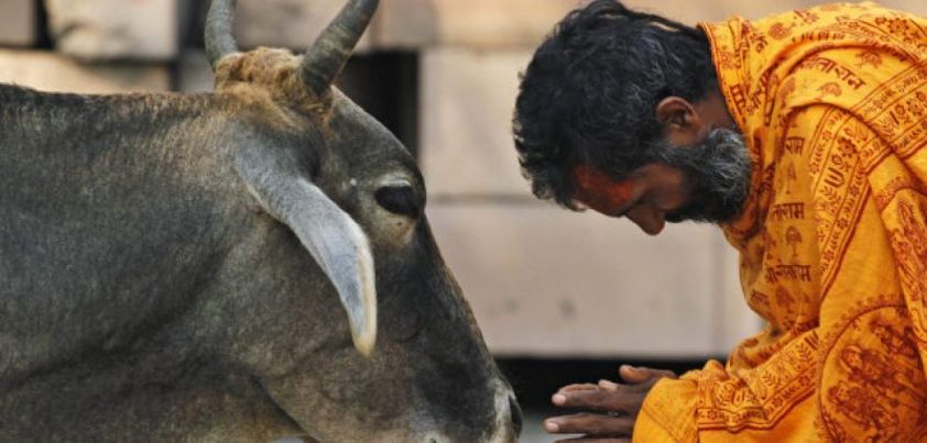 The Cow of the Barricades: Short story by Raja Rao