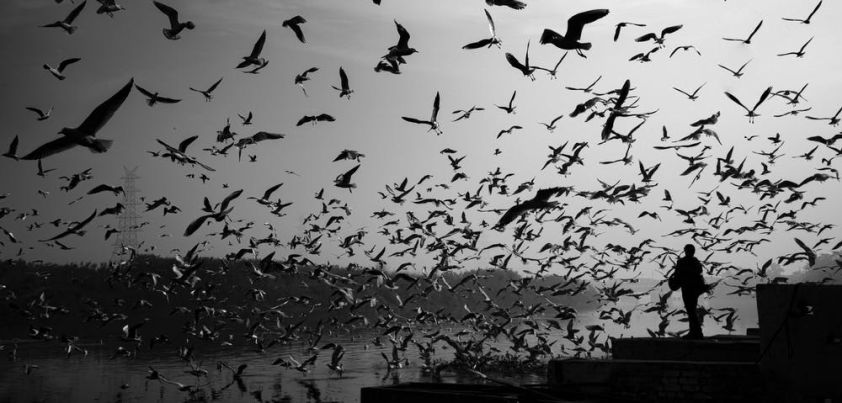 The Birds: Short story by Daphne du Maurier