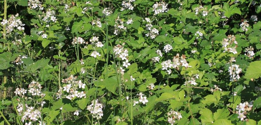 Blackberry Winter: Short story by Robert Penn Warren