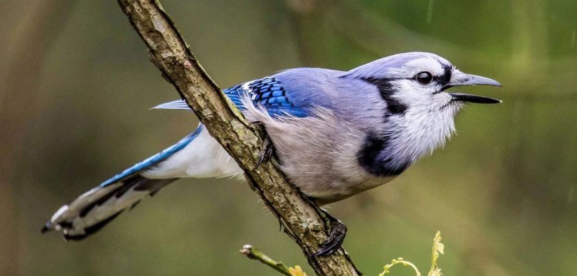 Jim Baker's Blue Jay Yarn: Short story by Mark Twain
