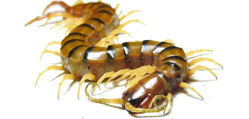 The Centipede: Short story by Rony V. Diaz