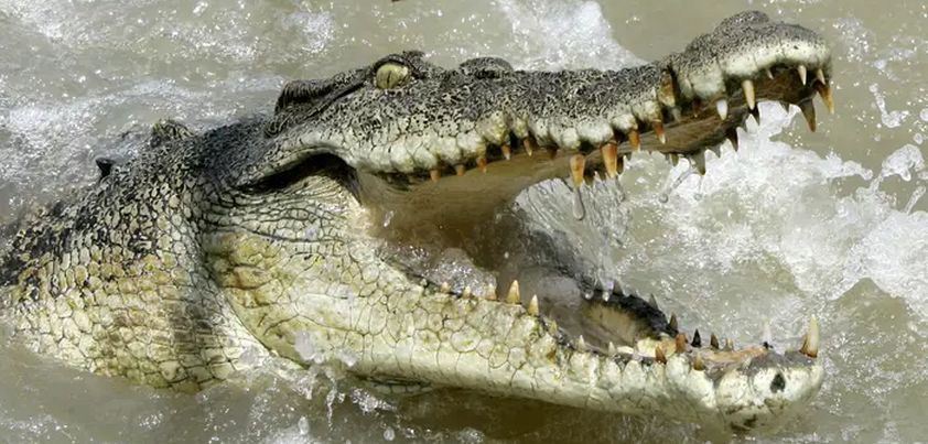 Champoon: Short story by Dhep Mahapaoraya