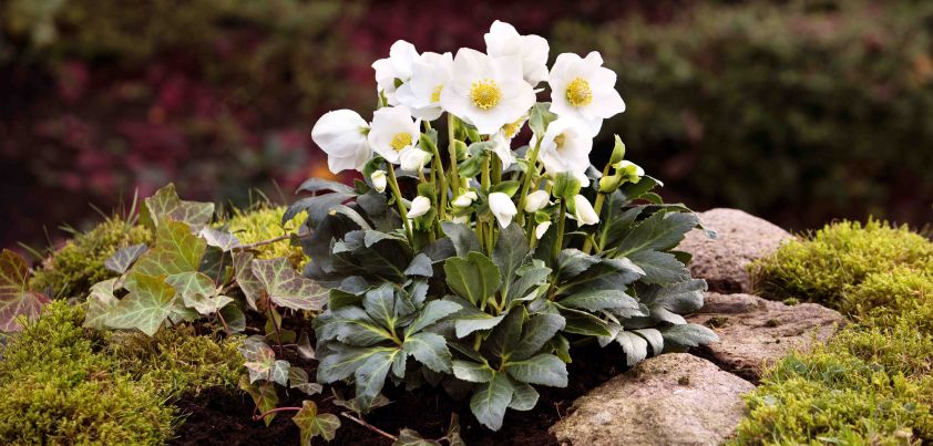 The Legend of the Christmas Rose: Short story by Selma Lagerlöf