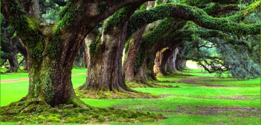 The Continuity of Parks: Short story by Julio Cortázar