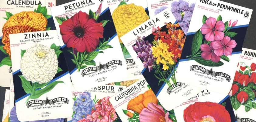 A Crush: Short story by Cynthia Rylant