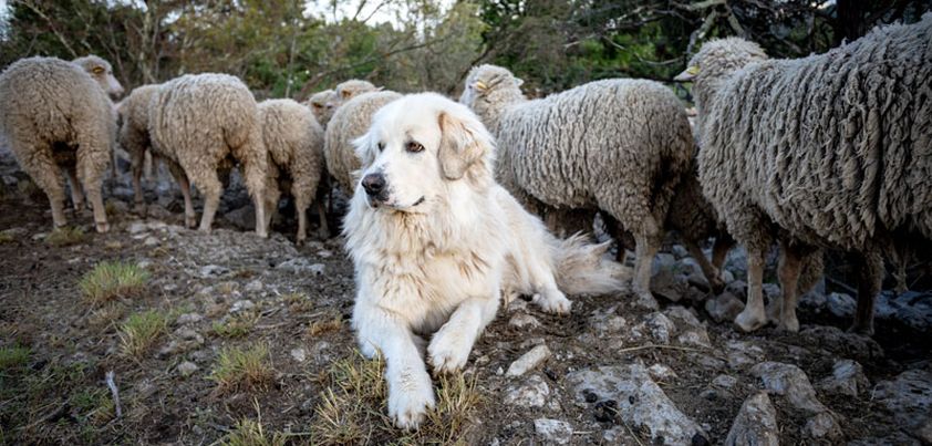 Dirk the Protector: Short story by Gary Paulsen