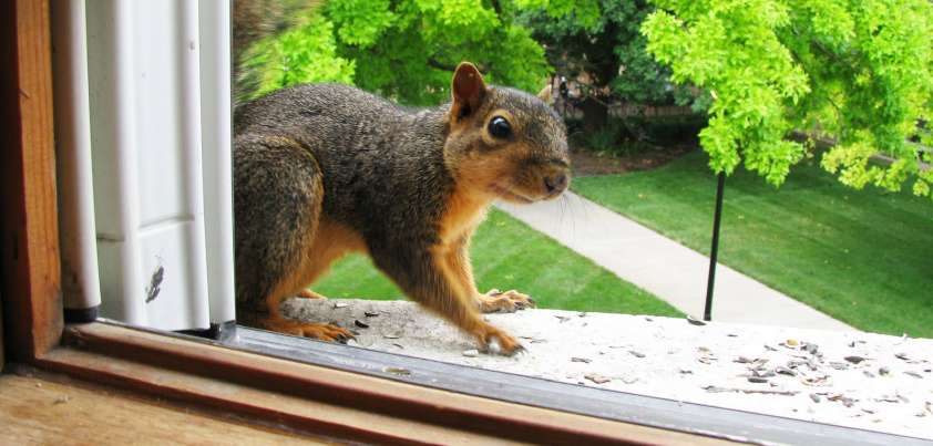 Drying Out: Children's story by Cynthia Rylant