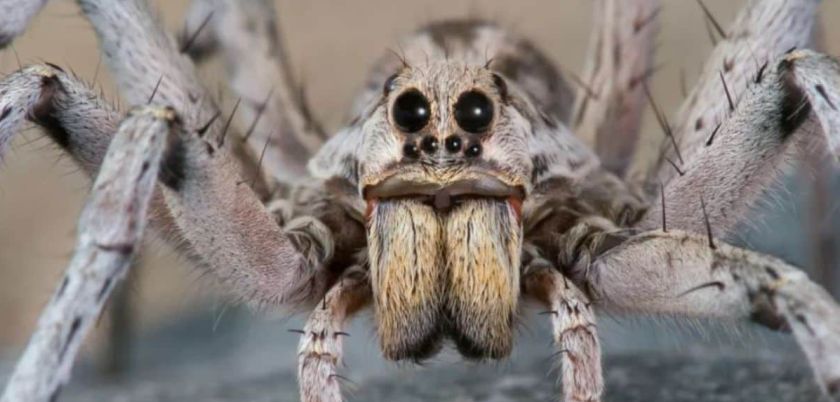 The Spirit of Emulation: Short story by Fernando Sorrentino