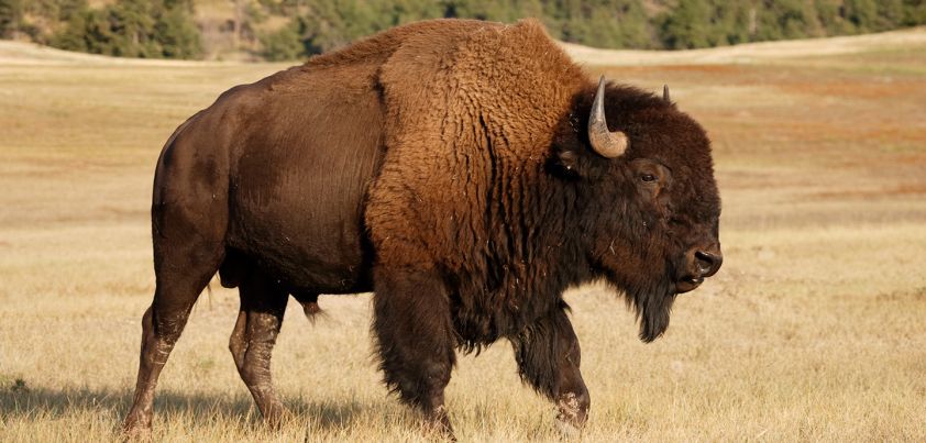 The Enchanted Buffalo: Short story by L. Frank Baum