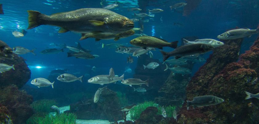 A Fish Story: Australian folktale from Andrew Lang