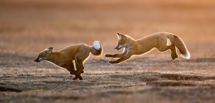 Fox Hunt: Short story by Lensey Namioka