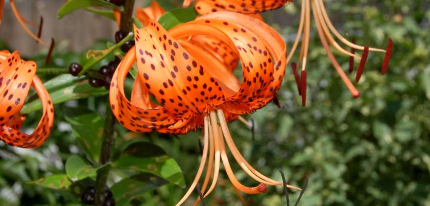 Flowers and Freckle Cream: Short story by Elizabeth Ellis