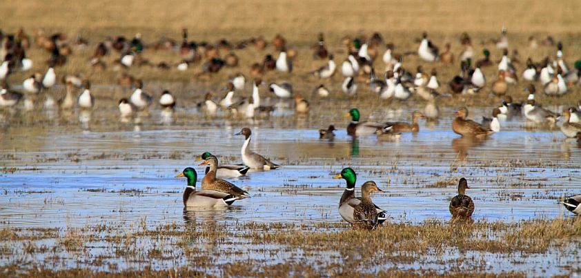Gombei and the Wild Ducks: Japanese Folktale from Yoshiko Uchida