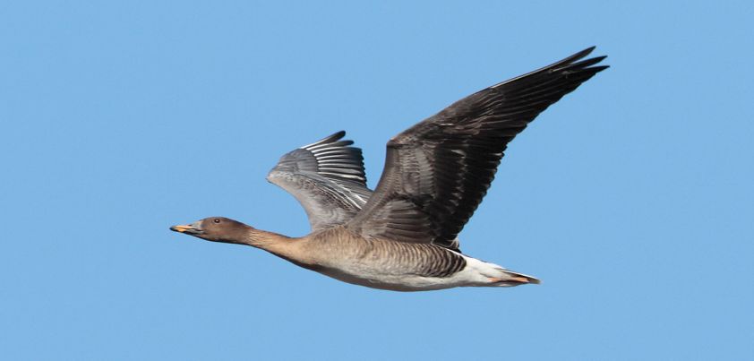 The Goose Father: Short story by Krys Lee