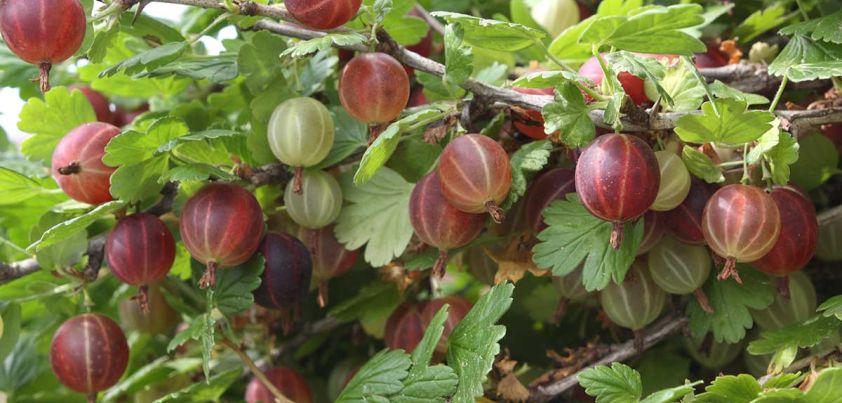 Gooseberries: Short story by Anton Chekhov