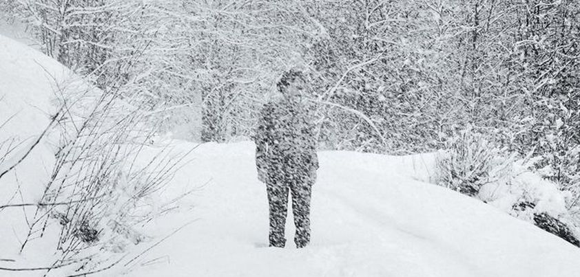 The Half-Skinned Steer: Short story by Annie Proulx