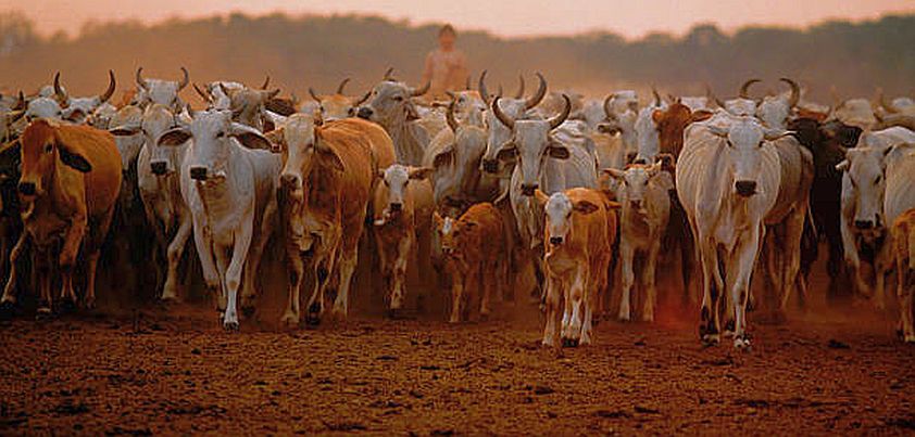 The Indian and the Hundred Cows: Hispanic Folktail from Rudolfo Anaya