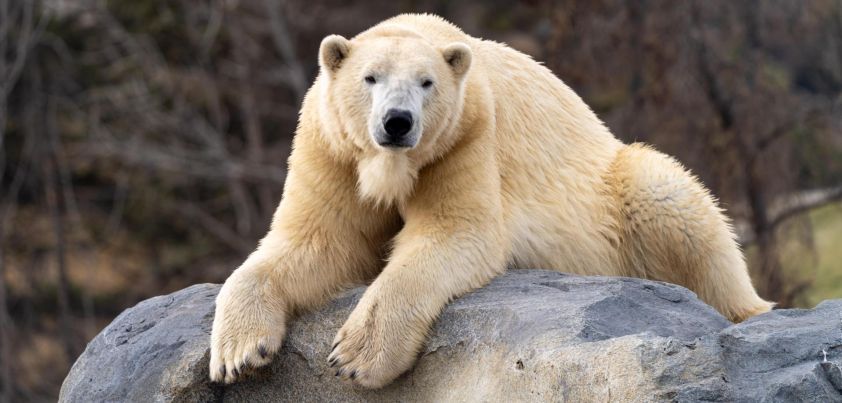 In the Zoo: Novelette by Jean Stafford