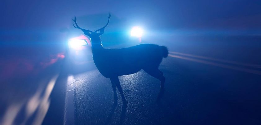 Jacklighting: Short story by Ann Beattie