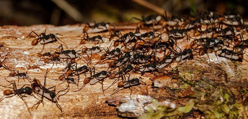 Leiningen Versus the Ants: Short story by Carl Stephenson