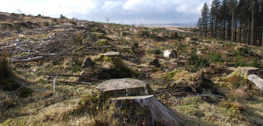 Lost Forests: Quick Read by Johannes V. Jensen