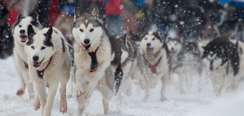 To the Man On the Trail: Short story by Jack London