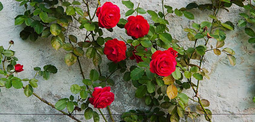 The Man with the Rose: Short story by Manuel Rojas