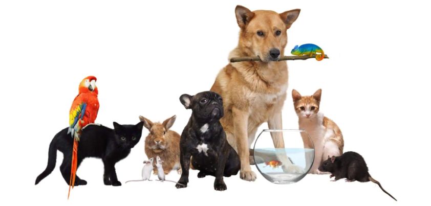 Menagerie, a Child’s Fable: Short story by Charles Johnson