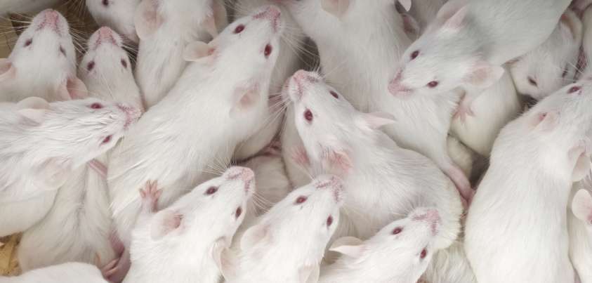 When the Mice Failed to Arrive: Short story by Gerald Murnane