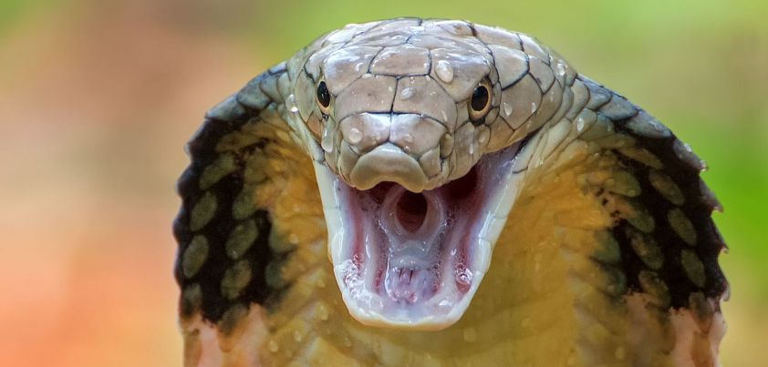 Naga: Short story by R. K. Narayan