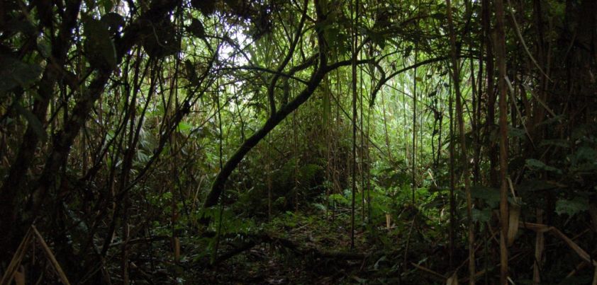 A Night in the Hills: Short story by Paz Marquez Benitez