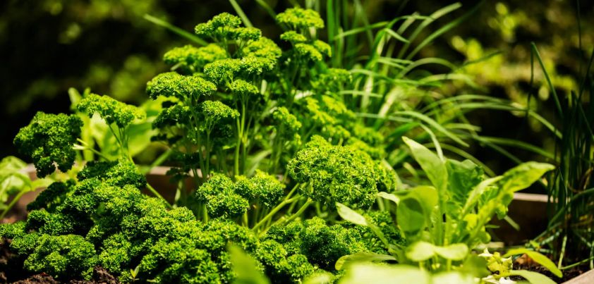 The Parsley Garden: Short story by William Saroyan