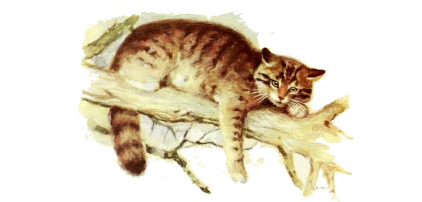 The Patient Cat: Short story by Laura E. Richards