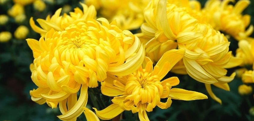 Chrysanthemums: Short story by Feng Jicai