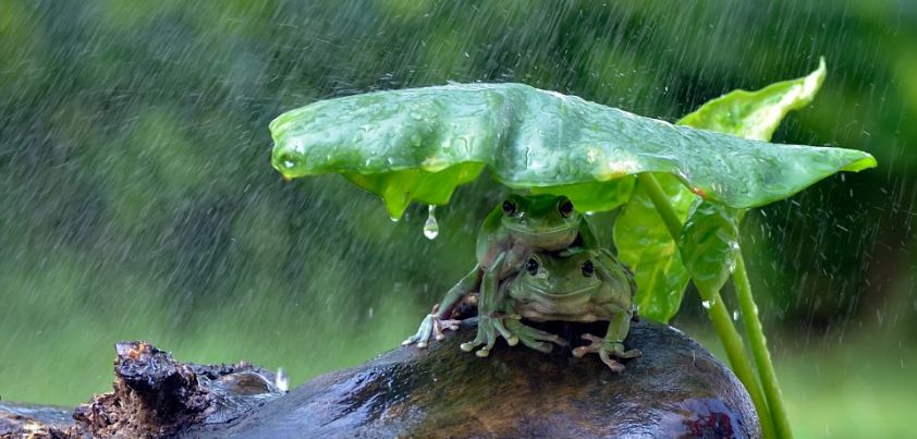 Rain Frogs: Short story by Shiga Naoya