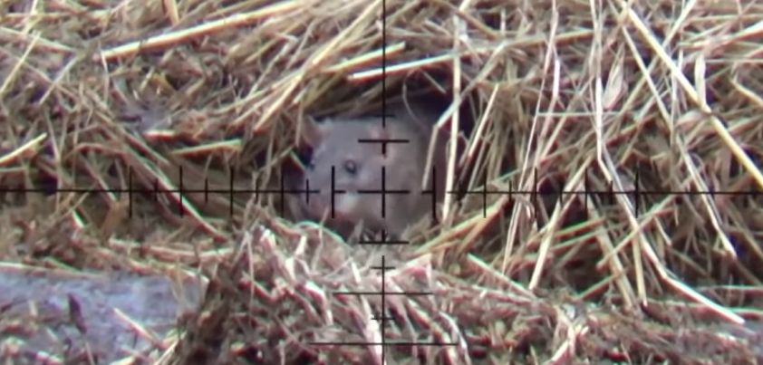 The Great Rat Hunt: Short story by Laurence Yep