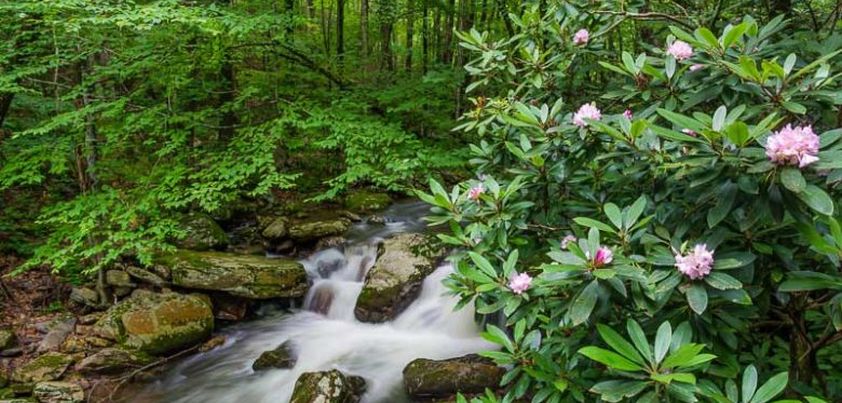 Roses, Rhododendron: Short story by Alice Adams