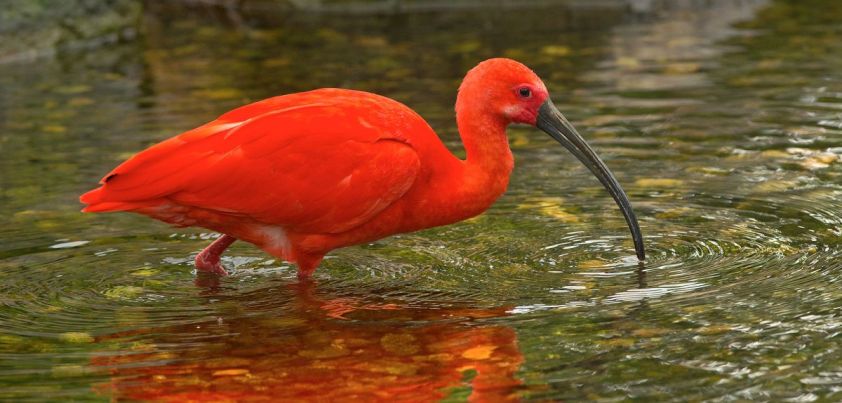 The Scarlet Ibis by James Hurst | shortsonline