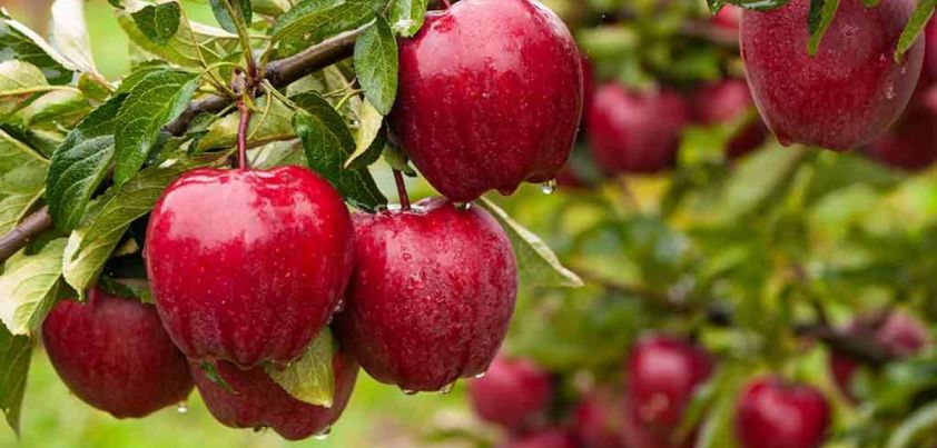 Scent of Apples: Short story by Bienvenido Santos