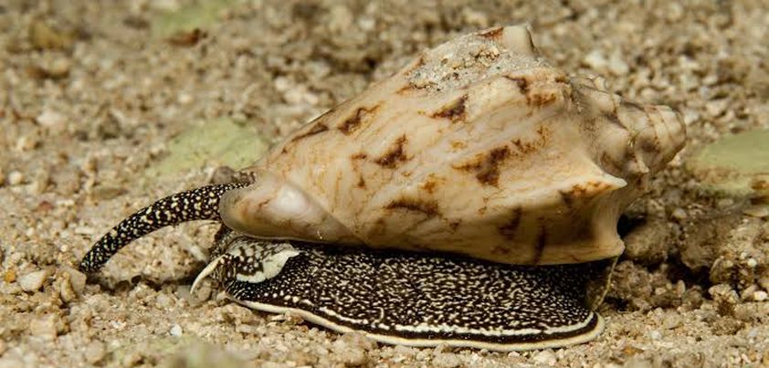 The Shell Collector: Short story by Anthony Doerr