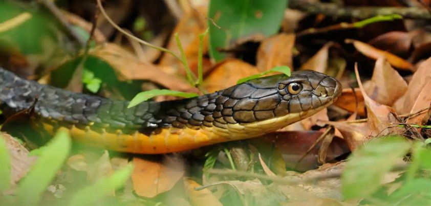 A Snake in the Grass: Short story by R. K. Narayan