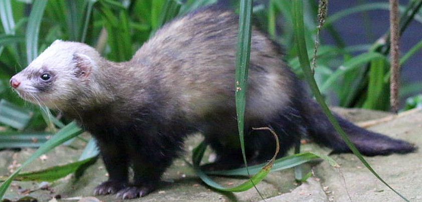 Sredni Vashtar: Short story by H. H. Munro (aka Saki)