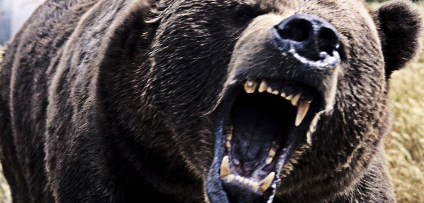 The Bear: Short story / novel by William Faulkner