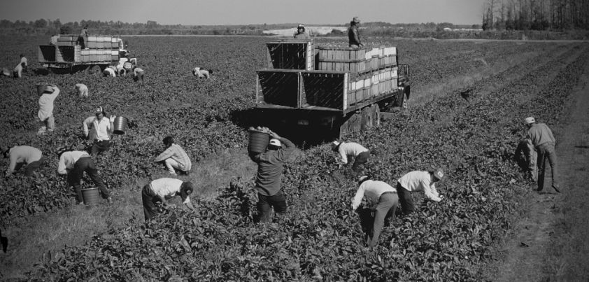 The Harvest: Short story by Tomás Rivera