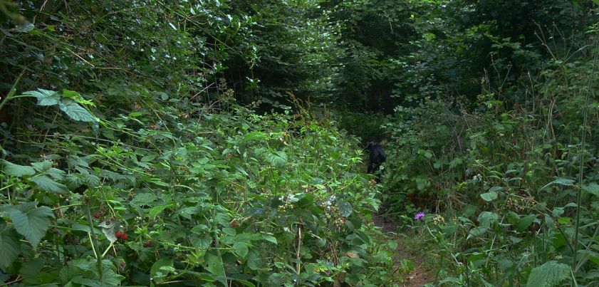 The Jungle: Short story by Elizabeth Bowen